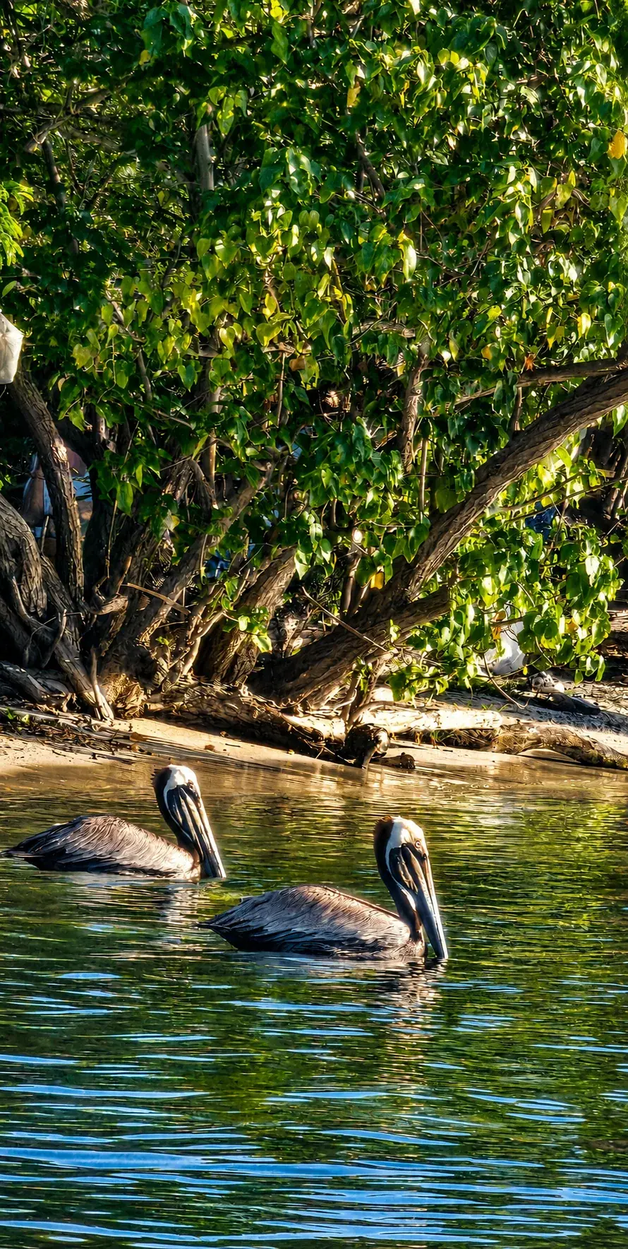 Pelicans resting on the calm shallows near mangroves at Datiles Beach