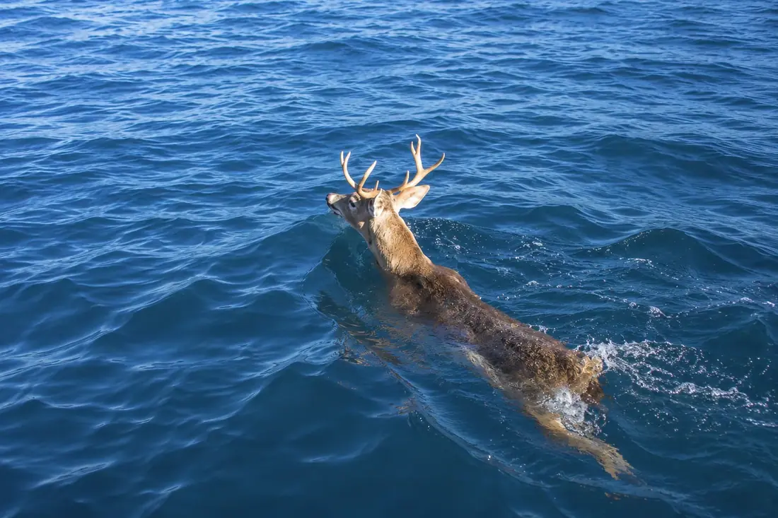 A wild deer swimming across the turquoise Caribbean waters near Culebra